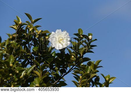 Sasanqua (camellia Japonica) Flowers / Theaceae Evergerrn Tree.