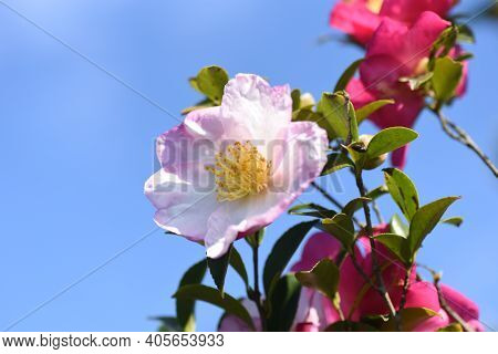 Sasanqua (camellia Japonica) Flowers / Theaceae Evergerrn Tree.