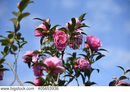 Sasanqua (camellia Japonica) Flowers / Theaceae Evergerrn Tree.