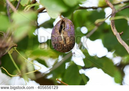 Chocolate Vine Fruit. Rardizabalaceae Deciduous Vine Shrub.
