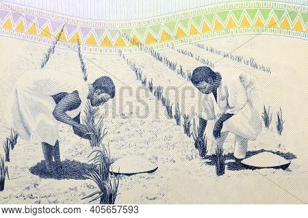 Field Workers From Old Ghanaian Money - Cedi