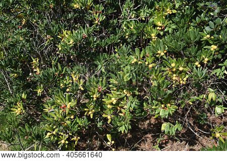Japanese Cheesewood Berries. Pittosporaceae Ever Green Shrub.