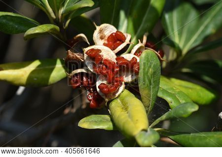 Japanese Cheesewood Berries. Pittosporaceae Ever Green Shrub.