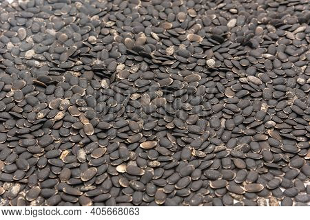 Many Luffa Or Loofah, Luffa Aegyptiaca Seeds Isolated On White Background