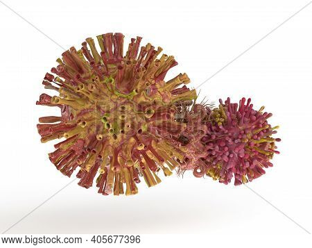 Corona Virus Mutation Process In White Background 3d Rendered