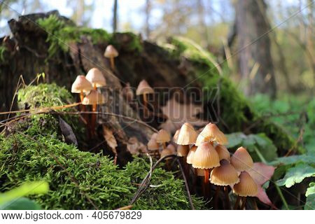 Mushrooms On An Old Tree Covered With Green Moss.