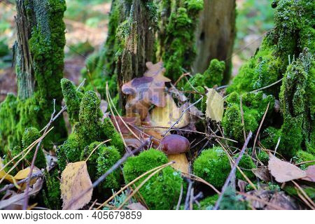 Mushrooms On An Old Tree Covered With Green Moss.