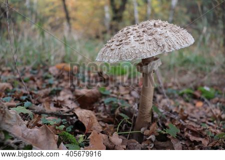 Mushroom In The Autumn Forest Among The Leaves Close-up.