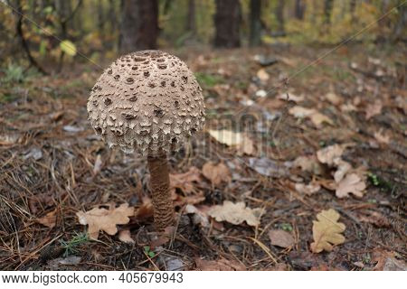 Mushroom In The Autumn Forest Among The Leaves Close-up.
