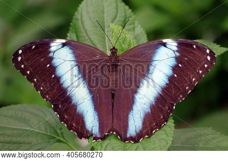Tropical Butterfly Morpho Helenor Ssp. Theodorus Closeup
