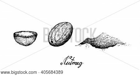 Herbal Plants, Hand Drawn Illustration Of Fresh Nutmeg Or Myristica Fragrans Fruits Used For Seasoni