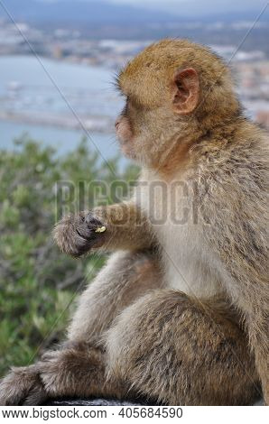 Side View Cute Furry Ape With Food In Monkey Hand. Gibraltar Barbary Macaque Monkey Sitting And Hold