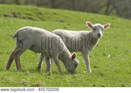 English Spring Lambs And Sheep In A Field