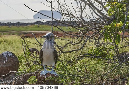 The Blue-footed Booby, Sula Nebouxii, Is A Marine Bird On The Galapagos Islands, Ecuador, South Amer