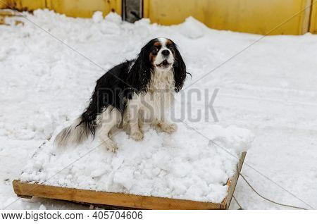 The Cavalier King Charles Spaniel Dog Helps The Owner Clean Up The Snow And Goes Sledding.