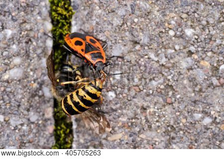 Vespula Germanica, European Wasp, German Wasp, Or German Yellowjacket Is Eaten By A Pyrrhocoris Apte
