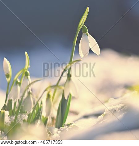 Snowdrops - Beautiful White Spring Flowers. The First Flowering Plants In Spring. Natural Colorful B
