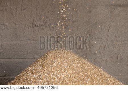 Ground Barley (hordeum Vulgare)