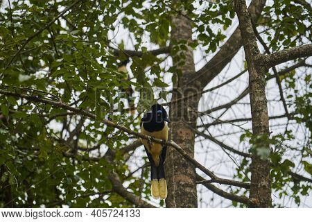 Plush Crested Jay, Cyanocorax Chrysops, Is A Jay Of The Family Corvidae And A Colorful Bird With Blu