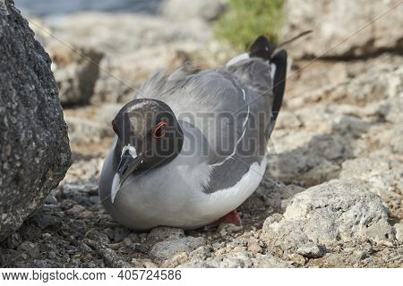 The Swallow-tailed Gull, Creagrus Furcatus, Is An Equatorial Seabird In The Gull Family And The Only