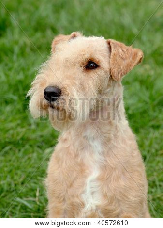 Lakeland Terrier