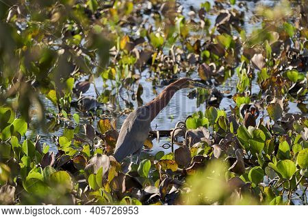 Exotic Birds Of The Pantanal. The Rufescent Tiger Heron, Tigrisoma Lineatum, Is A Species Of Heron I