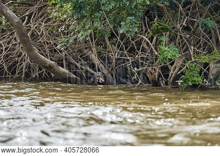 Giant River Otter, Pteronura Brasiliensis, A South American Carnivorous Mammal, Longest Member Of Th