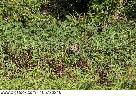 Jaguar, Panthera Onca, Is A Large Felid Species And The Only Extant Member Of The Genus Panthera Nat