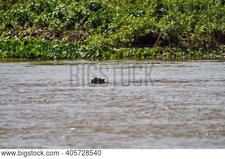 Jaguar, Panthera Onca, Is A Large Felid Species And The Only Extant Member Of The Genus Panthera Nat