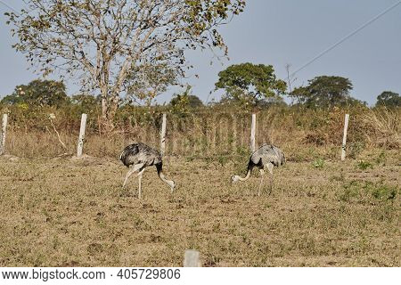 Nandu, Greater Rhea Female Running Through The Landscape Of The Wetlands In Pantanal Swamp In Brazil