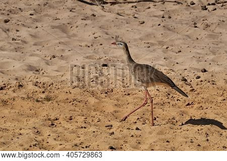 Red Legged Seriema, Cariama Cristata, Also Crested Cariama Or Crested Seriema, In The Wetlands Of Th