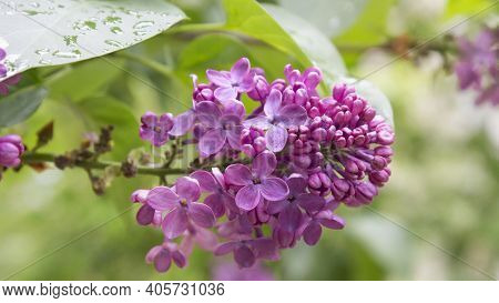 Red Flower. Flower In Garden At Sunny Summer Or Spring Day. Flower For Postcard Beauty Decoration An