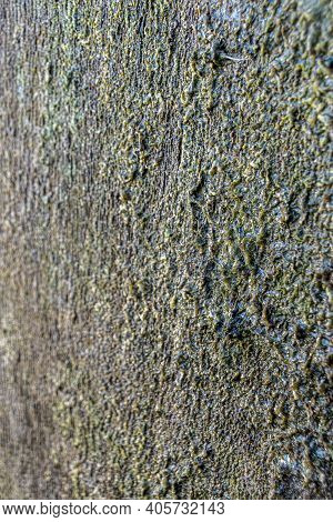 A Close Up View Of Green Moss That Has Coved The Side Of A Wooden Door