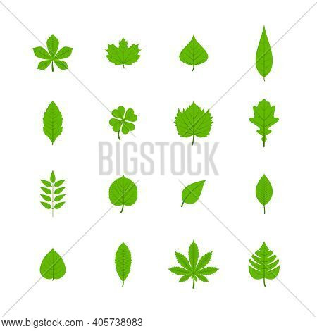 Green Trees Leaves Flat Icons Set Of Oak Aspen Linden Maple Chestnut Clover Plants Isolated Vector I