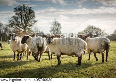 Sheep In A Field In Uk Countryside, Flock Of Sheep