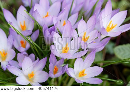 Crocus Tommasinianus Flowers, Crocuses Or Croci In Spring In A Uk Garden