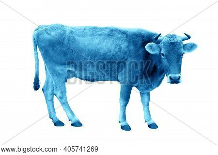 Blue Cow On A White Background. An Adult Animal.
