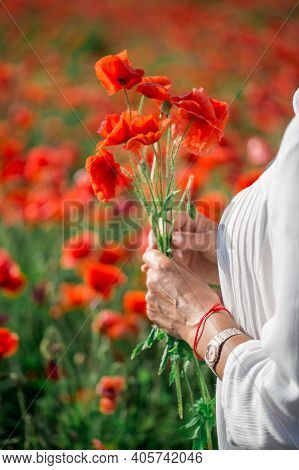 Cmall Bouquet Of Red Poppies In Hands Of A Man. Several Stems Of Poppy Plants In Palms. Large Field 