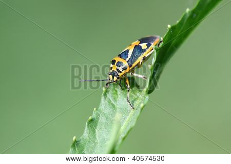 Stinkbug