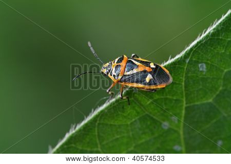 Stinkbug