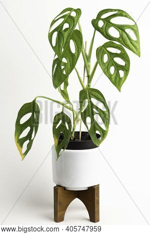 A Formal Studio Shot Of The Monstera Adansonii Plant On A White Mid-century Modern Design Pot With W