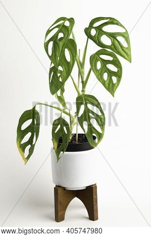 A Formal Studio Shot Of The Monstera Adansonii Plant On A White Mid-century Modern Design Pot With W
