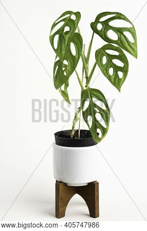 A Formal Studio Shot Of The Monstera Adansonii Plant On A White Mid-century Modern Design Pot With W