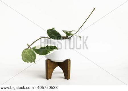 A Formal Studio Shot Of The Hoya Canosa Plant On A White Mid-century Modern Design Pot With Wood Sta