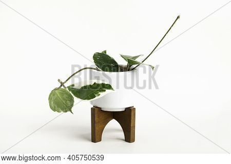 A Formal Studio Shot Of The Hoya Canosa Plant On A White Mid-century Modern Design Pot With Wood Sta