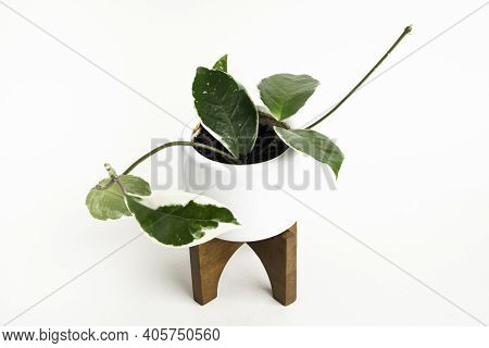 A Formal Studio Shot Of The Hoya Canosa Plant On A White Mid-century Modern Design Pot With Wood Sta