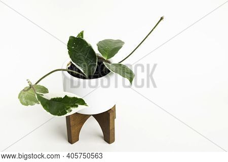 A Formal Studio Shot Of The Hoya Canosa Plant On A White Mid-century Modern Design Pot With Wood Sta