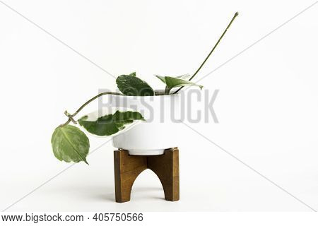 A Formal Studio Shot Of The Hoya Canosa Plant On A White Mid-century Modern Design Pot With Wood Sta