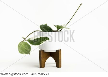 A Formal Studio Shot Of The Hoya Canosa Plant On A White Mid-century Modern Design Pot With Wood Sta