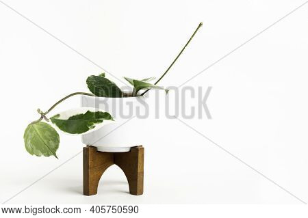 A Formal Studio Shot Of The Hoya Canosa Plant On A White Mid-century Modern Design Pot With Wood Sta